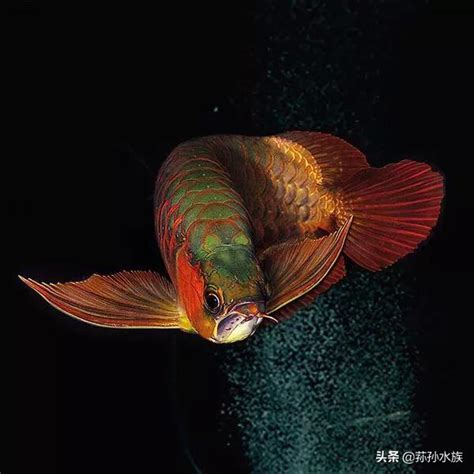 銀龍魚風水